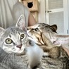 4兄弟の長男ポジ☆グレートラもえぎくん サムネイル7