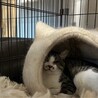 片目のディナちゃん サムネイル5