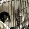 さんしょ母さん /人馴れ中 サムネイル5