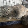さんしょ母さん /人馴れ中 サムネイル2
