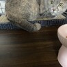 さんしょ母さん /人馴れ中 サムネイル3
