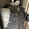タータンチェック サムネイル7