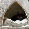 10/18譲渡会】やんちゃで超甘えんぼ♡カイ君 サムネイル2