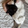 10/18譲渡会】やんちゃで超甘えんぼ♡カイ君 サムネイル6
