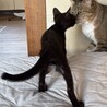 10/18譲渡会】やんちゃで超甘えんぼ♡カイ君 サムネイル7