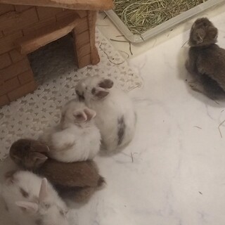 5匹のうさぎの赤ちゃん