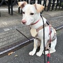 おとなしくひかえめですが、相手がいるとわちゃわちゃ