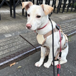 おとなしくひかえめですが、相手がいるとわちゃわちゃ