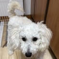 トイプードル10か月里親募集
