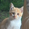 ♡甘えんぼ3ヶ月子猫ちゃん♡