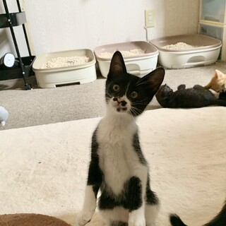 控えめで甘えん坊の男の子