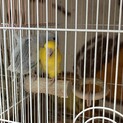 マメルリハ兄弟、募集停止中
