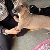 イタグレ　女の子　3歳　ルナちゃん サムネイル2