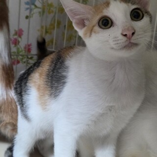 気が強いけどお茶目な三毛猫ちさちゃん