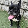 ボストンテリア系特徴ありフレブルMIXのブブくん♡ サムネイル4