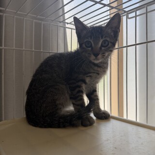 子猫のキジトラくん
