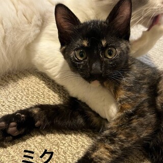 可愛く愛らしい4ヵ月黒サビ女の子！