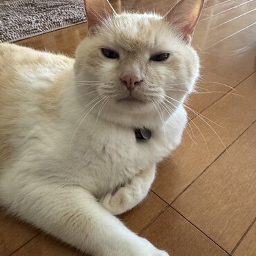 ねぐせ