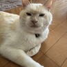 ねぐせ