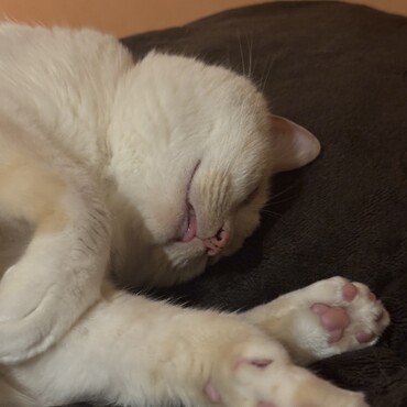 zzz...