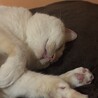 zzz...