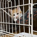 美人茶白猫のふわりちゃん