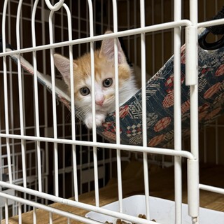 美人茶白猫のふわりちゃん