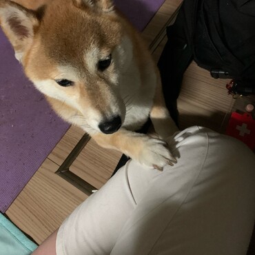 怖がりだけどいつも寄り添ってくれる優しいこです。ありがとう。