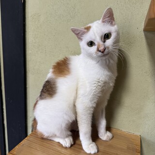 三毛猫　推定1歳　女の子　