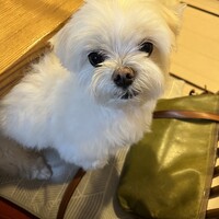 山田小梅