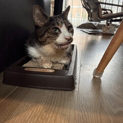 【もなか君 通院報告】