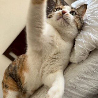おしゃべり大好き三毛猫女の子です。みみこちゃん