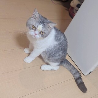 最後まで大切に守っていただける方を探しています。