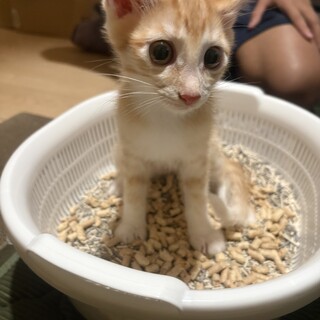 珍しい茶トラのメス仔猫　里親募集終了しました