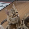 麦わら色の子猫⭐︎とても可愛いです！