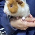 モルモット オス?