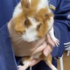 モルモット オス? サムネイル2