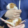 モルモット オス? サムネイル3