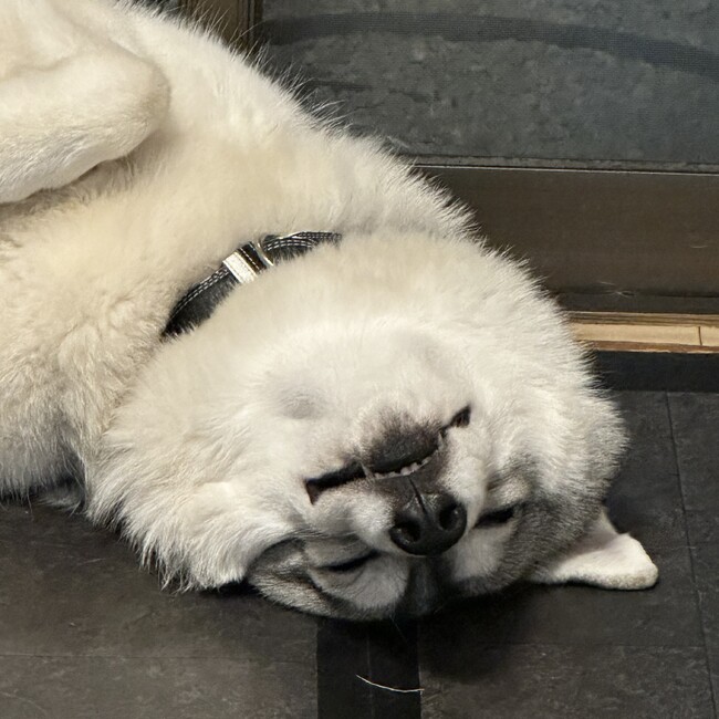 まじまのはむのカバー写真