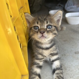 子猫三兄弟男の子