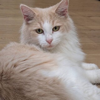 元繁殖猫のノルウェージャンの女の子