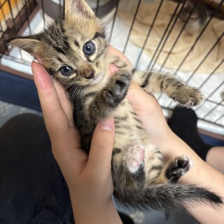 子猫3兄弟男の子