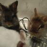 中毛～長毛♡うさぎの赤ちゃん サムネイル3