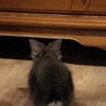 中毛～長毛♡うさぎの赤ちゃん サムネイル4