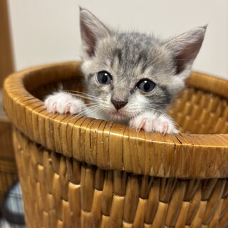 子猫女の子