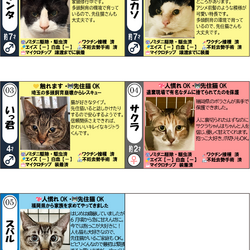 8月1日（土）「保護猫の譲渡会」参加猫一覧