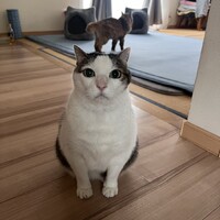 ゴン