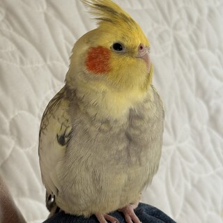 オカメインコ　パールパイド