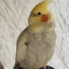 オカメインコ　パールパイド サムネイル2