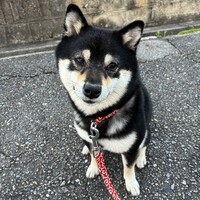 まろ
